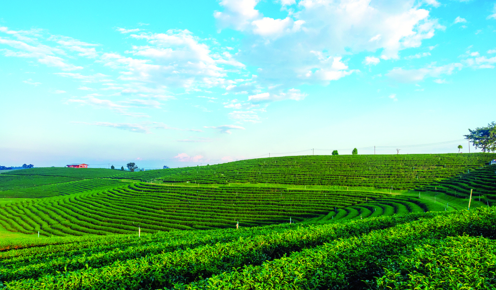 泰國清萊翠峰茶園